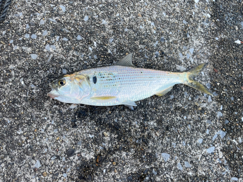 コノシロの釣果