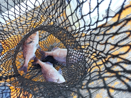 マダイの釣果