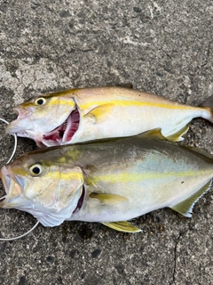 カンパチの釣果