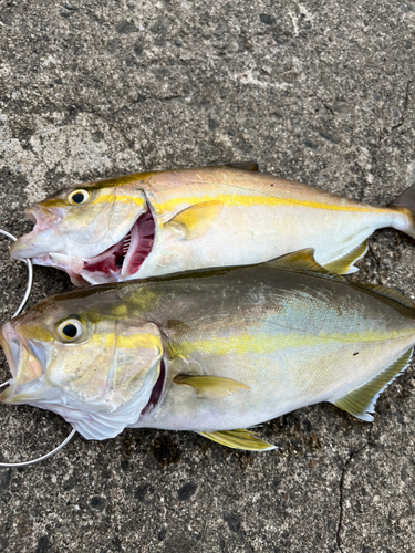 カンパチの釣果