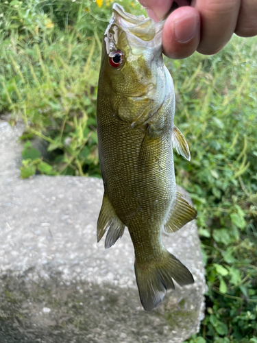 スモールマウスバスの釣果