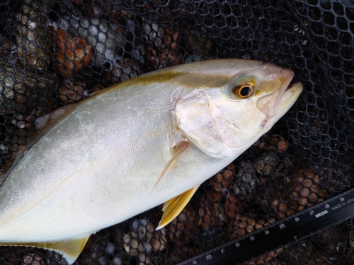 ショゴの釣果