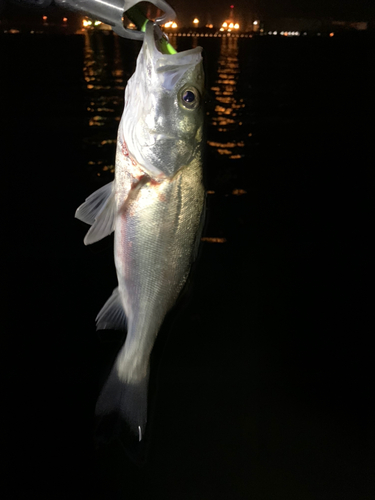 フッコ（マルスズキ）の釣果