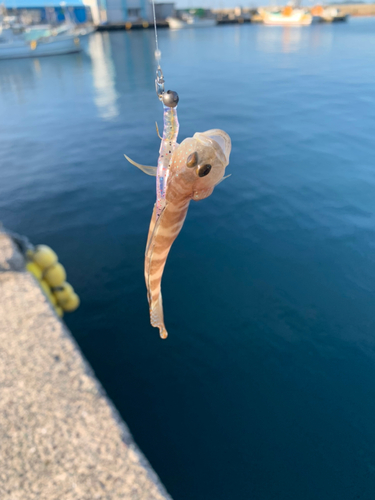 アナハゼの釣果