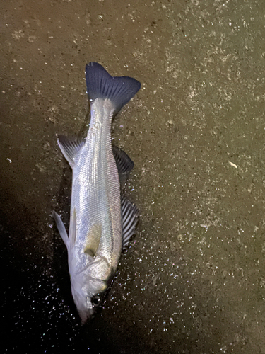 セイゴ（マルスズキ）の釣果