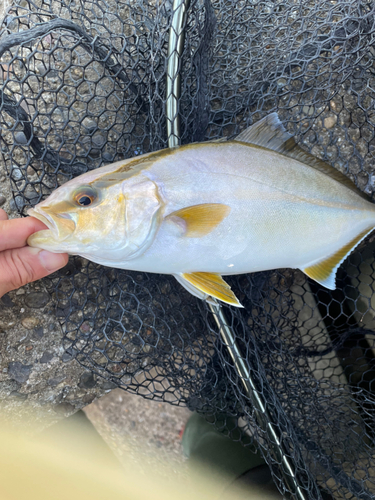 ショゴの釣果