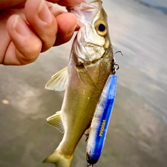 セイゴ（ヒラスズキ）の釣果