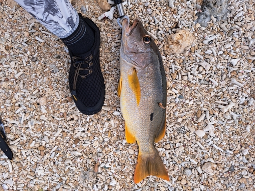 イッテンフエダイの釣果