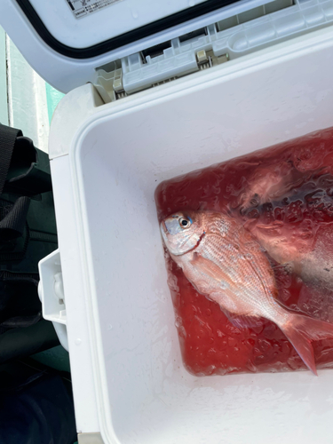 ハナダイの釣果