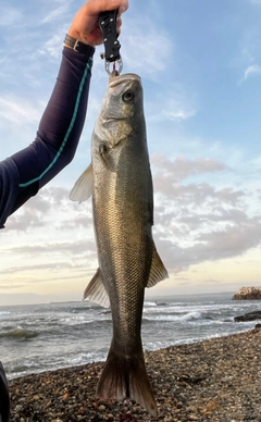 スズキの釣果