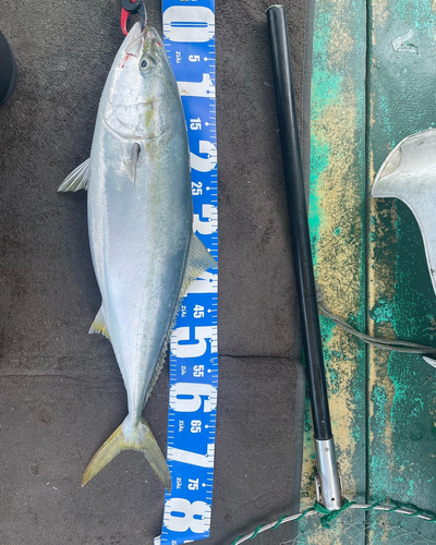 ハマチの釣果