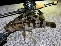 タケノコメバルの釣果