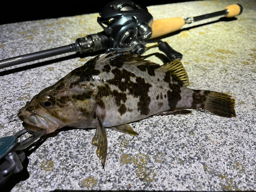 タケノコメバルの釣果