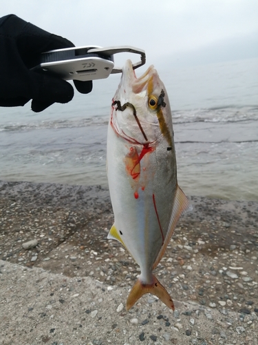 ショゴの釣果