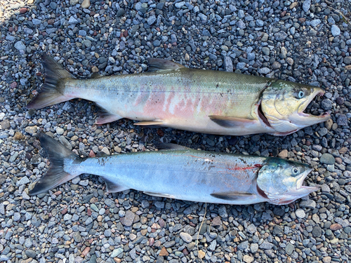 アキアジの釣果