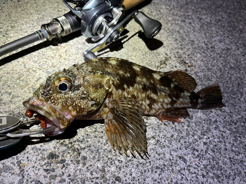 ガシラの釣果