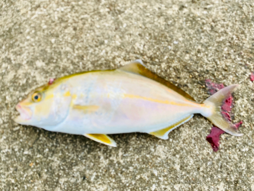 ショゴの釣果