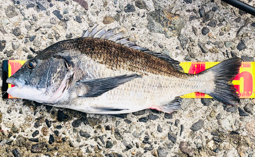 チヌの釣果