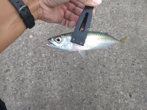 サバの釣果