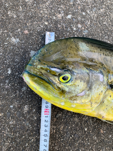 シイラの釣果