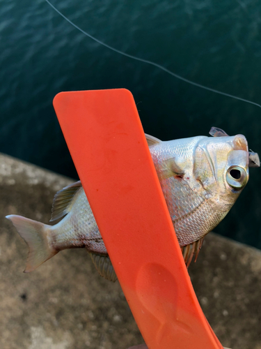 チャリコの釣果