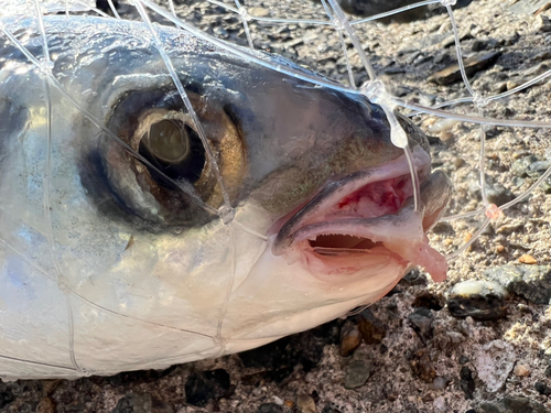 メジロの釣果