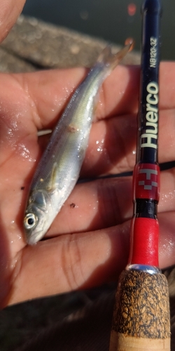 カワムツの釣果