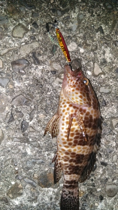 オオモンハタの釣果