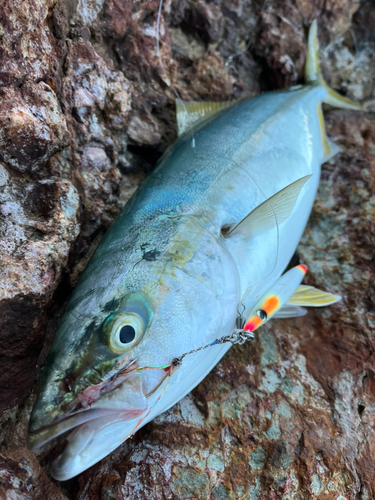 イナダの釣果