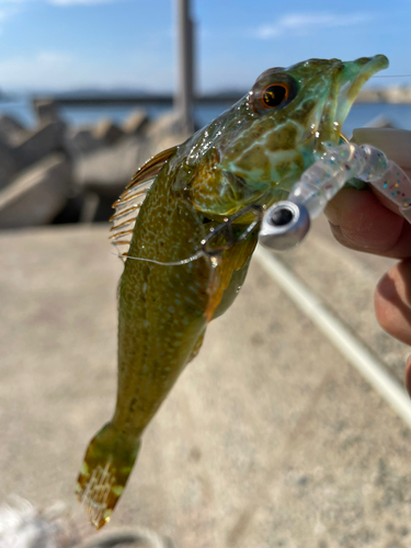 アナハゼの釣果