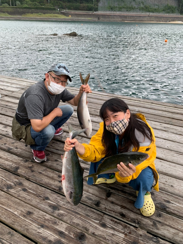 ワラサの釣果