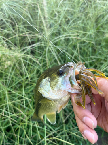 ラージマウスバスの釣果