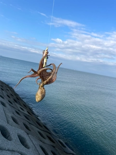 タコの釣果