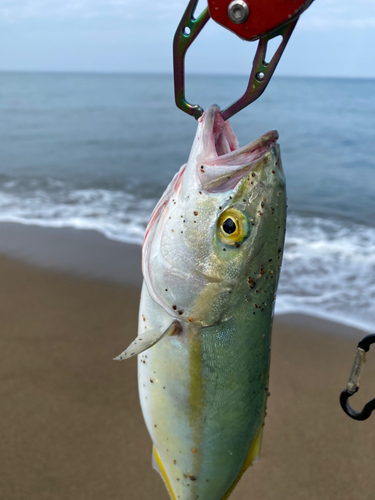 ツバスの釣果