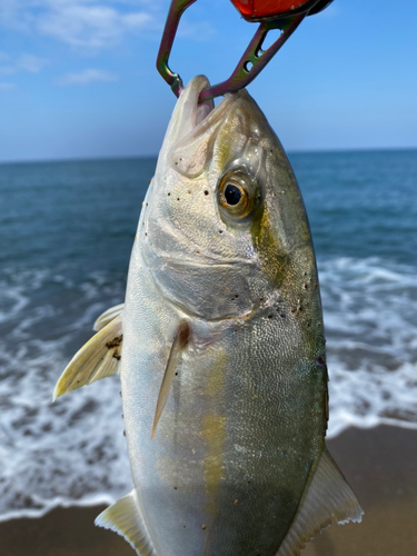 シオの釣果