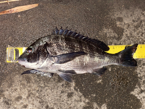 チヌの釣果