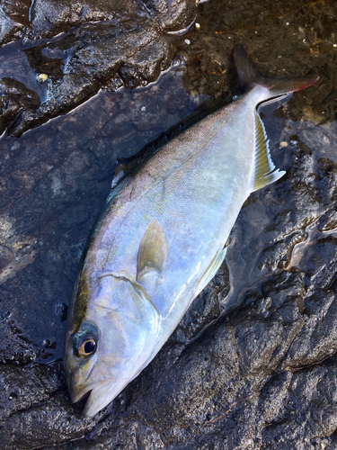 ショゴの釣果