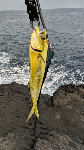 シイラの釣果