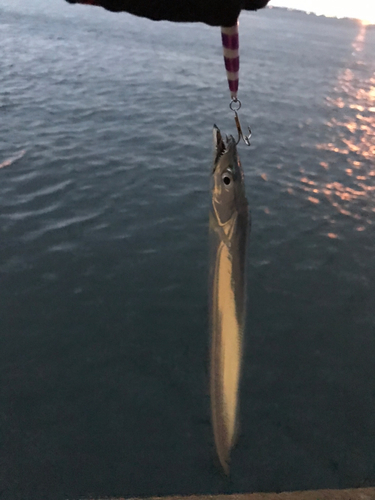 タチウオの釣果