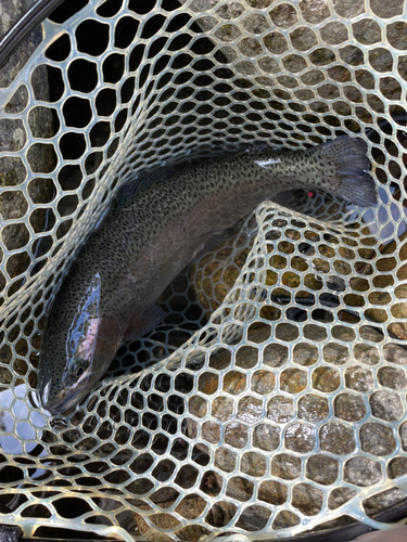 ニジマスの釣果