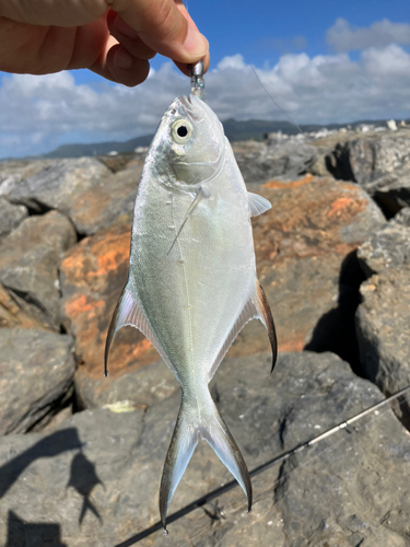 コバンアジの釣果