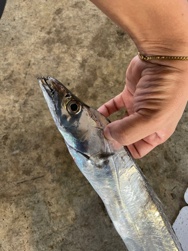 タチウオの釣果