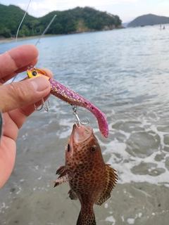 オオモンハタの釣果