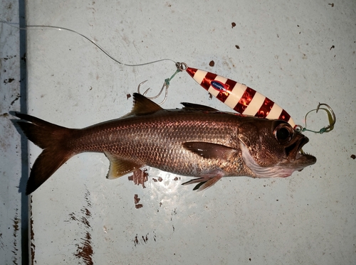 クロムツの釣果