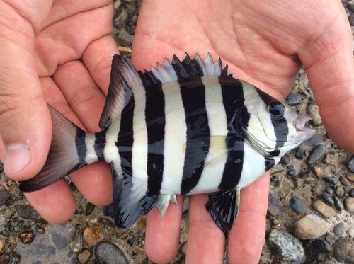 イシダイの釣果