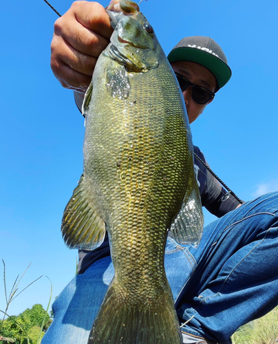 スモールマウスバスの釣果