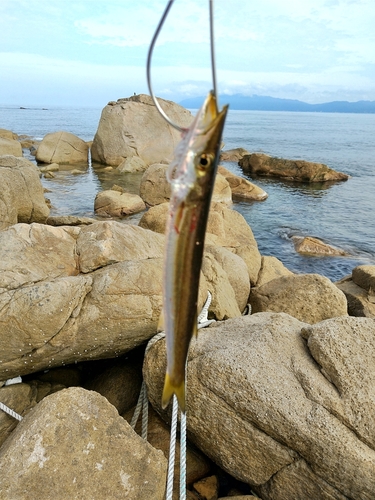 カマスの釣果