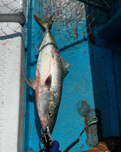 ハマチの釣果