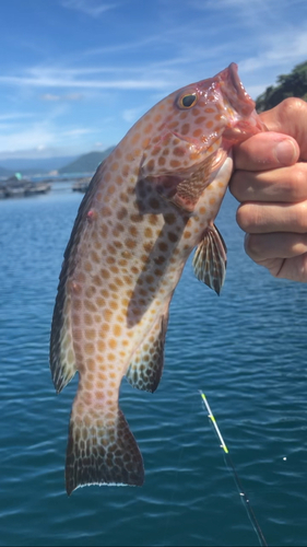 オオモンハタの釣果