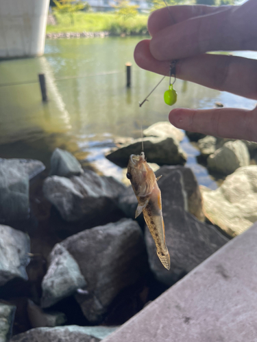 マハゼの釣果